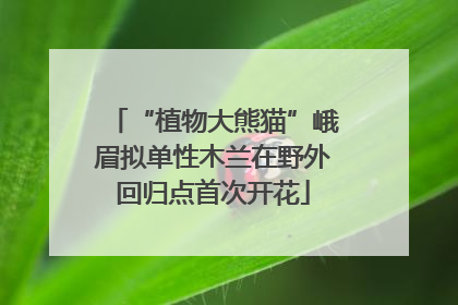 “植物大熊猫”峨眉拟单性木兰在野外回归点首次开花