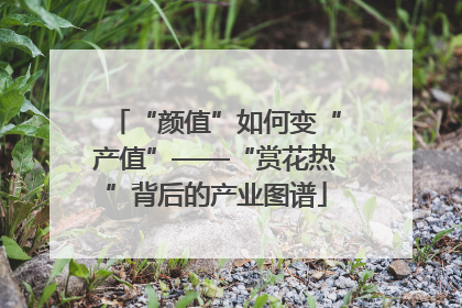 “颜值”如何变“产值”——“赏花热”背后的产业图谱