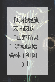 琼花绽放 云南凤庆“山野精灵”舞动原始森林（组图）
