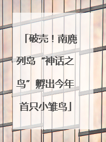 破壳！南麂列岛“神话之鸟”孵出今年首只小雏鸟