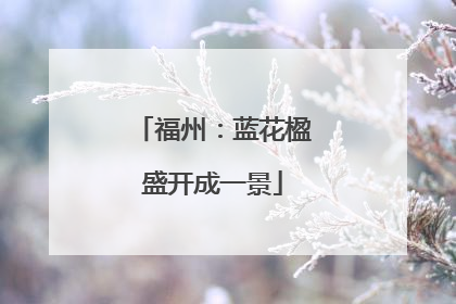福州：蓝花楹盛开成一景