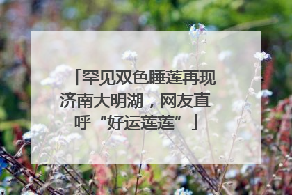 罕见双色睡莲再现济南大明湖，网友直呼“好运莲莲”