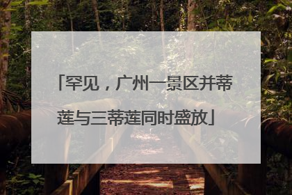 罕见，广州一景区并蒂莲与三蒂莲同时盛放
