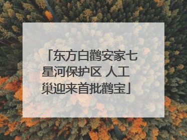 东方白鹳安家七星河保护区 人工巢迎来首批鹳宝