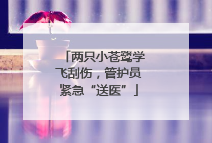两只小苍鹭学飞刮伤，管护员紧急“送医”