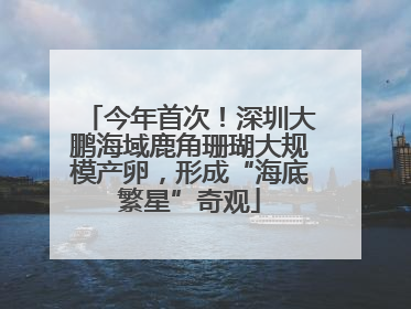 今年首次！深圳大鹏海域鹿角珊瑚大规模产卵，形成“海底繁星”奇观