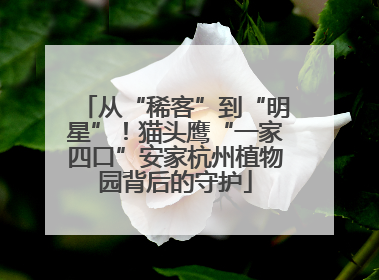 从“稀客”到“明星”！猫头鹰“一家四口”安家杭州植物园背后的守护