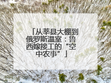 从莘县大棚到俄罗斯温室：鲁西嫁接工的“空中农事”