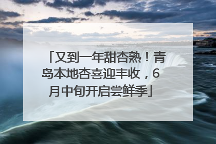又到一年甜杏熟！青岛本地杏喜迎丰收，6月中旬开启尝鲜季