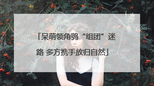 呆萌领角鸮“组团”迷路 多方携手放归自然