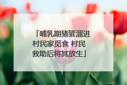 哺乳期猪獾溜进村民家觅食 村民救助后将其放生