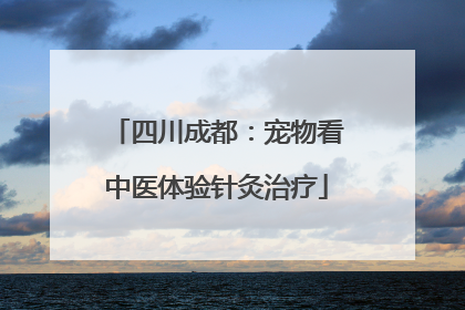 四川成都：宠物看中医体验针灸治疗