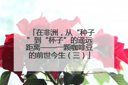 在非洲，从“种子”到“杯子”的遥远距离——一颗咖啡豆的前世今生（三）