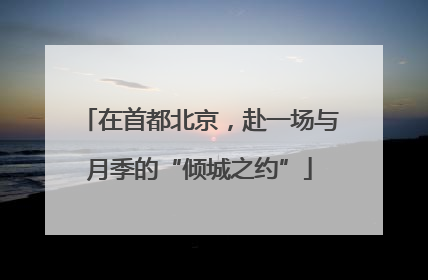 在首都北京，赴一场与月季的“倾城之约”