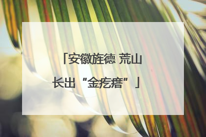 安徽旌德 荒山长出“金疙瘩”