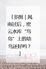 多图｜风雨过后，密云水库“鸟岛”上的幼鸟还好吗？