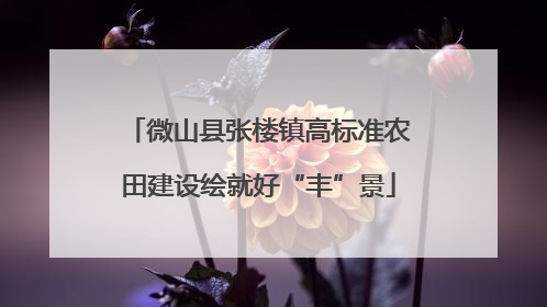 微山县张楼镇高标准农田建设绘就好“丰”景