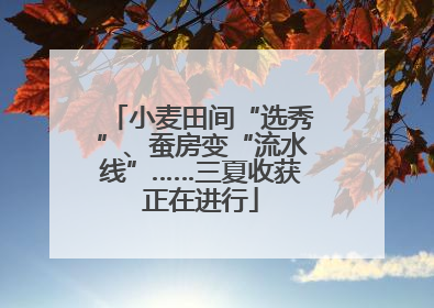 小麦田间“选秀”、蚕房变“流水线”……三夏收获正在进行