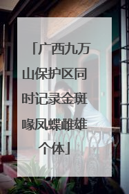 广西九万山保护区同时记录金斑喙凤蝶雌雄个体