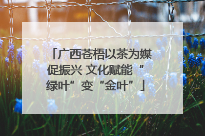 广西苍梧以茶为媒促振兴 文化赋能“绿叶”变“金叶”