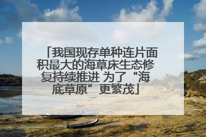 我国现存单种连片面积最大的海草床生态修复持续推进 为了“海底草原”更繁茂