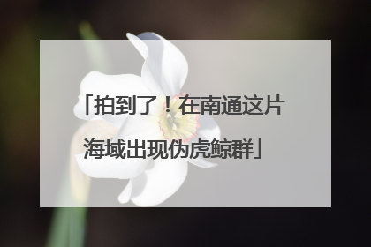 拍到了！在南通这片海域出现伪虎鲸群