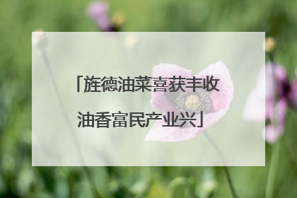 旌德油菜喜获丰收 油香富民产业兴