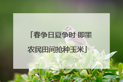 春争日夏争时 即墨农民田间抢种玉米