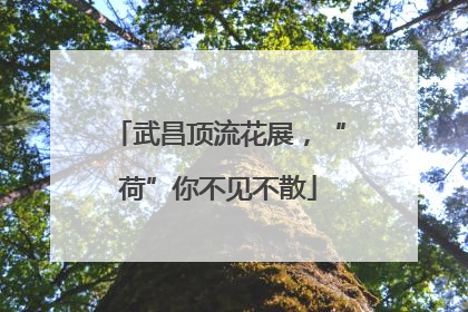 武昌顶流花展，“荷”你不见不散
