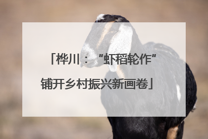 桦川：“虾稻轮作”铺开乡村振兴新画卷
