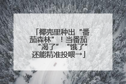 椰壳里种出“番茄森林”！当番茄“渴了”“饿了”还能精准投喂→