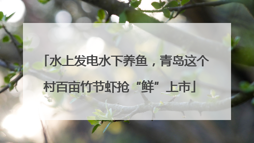 水上发电水下养鱼，青岛这个村百亩竹节虾抢“鲜”上市