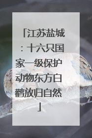 江苏盐城：十六只国家一级保护动物东方白鹳放归自然