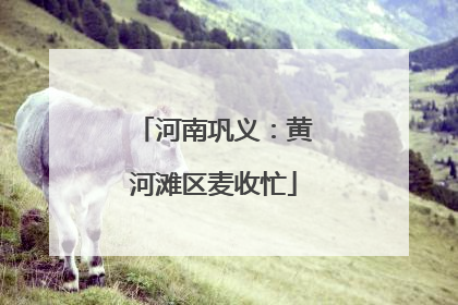 河南巩义：黄河滩区麦收忙