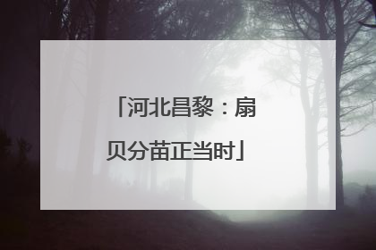 河北昌黎：扇贝分苗正当时