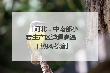 河北：中南部小麦生产区遭遇高温干热风考验