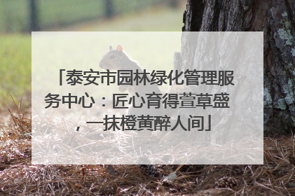 泰安市园林绿化管理服务中心：匠心育得萱草盛，一抹橙黄醉人间