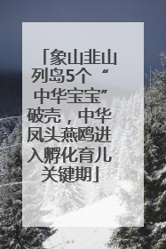 象山韭山列岛5个“中华宝宝”破壳，中华凤头燕鸥进入孵化育儿关键期