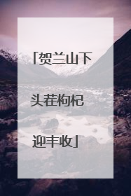 贺兰山下 头茬枸杞迎丰收