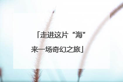 走进这片“海”来一场奇幻之旅
