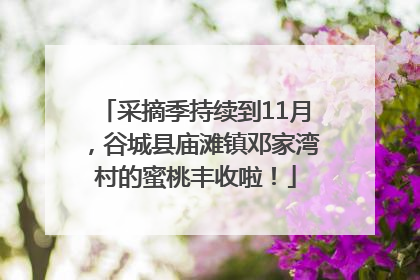 采摘季持续到11月，谷城县庙滩镇邓家湾村的蜜桃丰收啦！