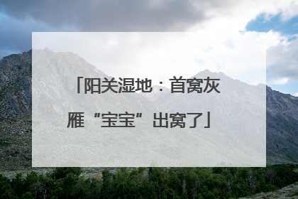 阳关湿地：首窝灰雁“宝宝”出窝了