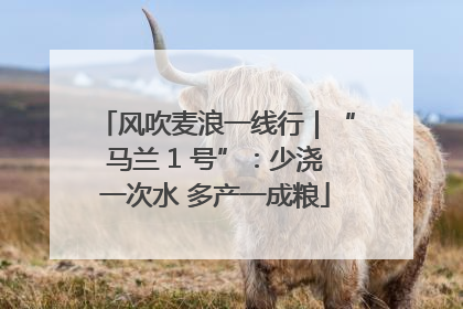 风吹麦浪一线行｜“马兰 1 号”：少浇一次水 多产一成粮