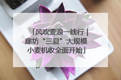 风吹麦浪一线行｜廊坊“三夏”大规模小麦机收全面开始