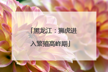 黑龙江：狮虎进入繁殖高峰期