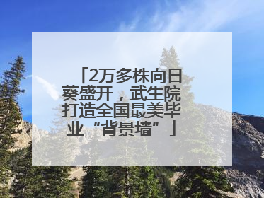 2万多株向日葵盛开，武生院打造全国最美毕业“背景墙”
