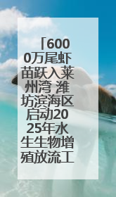 6000万尾虾苗跃入莱州湾 潍坊滨海区启动2025年水生生物增殖放流工作